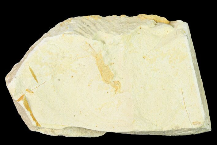 Bargain, Miocene Pea Crab (Pinnixa) Fossil - California #141607